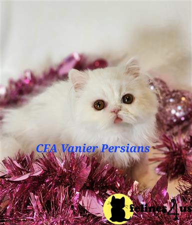 Vanierpersians Picture 2